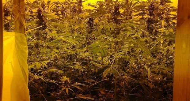 Avola, coltivata piante di marijuana: arrestato