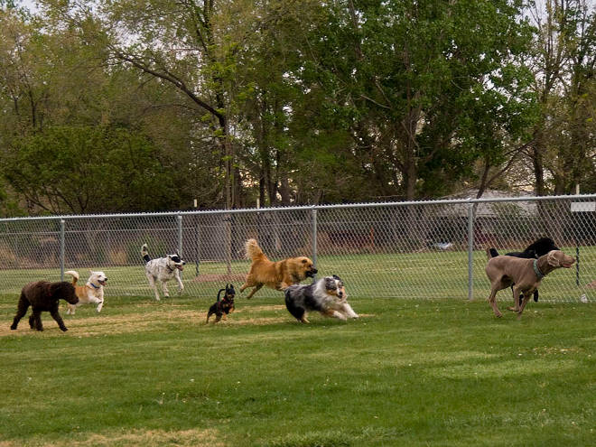 Priolo, al via alla realizzazione  nuovo sgambatoio per cani tra via Prati e via Pirandello, a San Focà