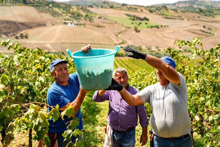 Conclusa vendemmia in Sicilia, calo del 40% ma ottima qualità