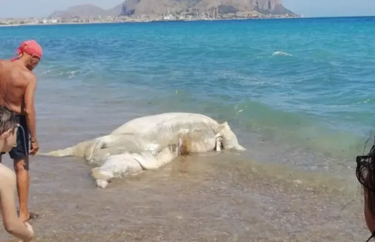 Carcassa vitello in spiaggia di Romagnolo a Palermo, allarme bagnanti