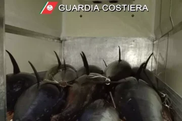 Palermo, Guardia Costiera sequestra 19.500 kg di tonno rosso