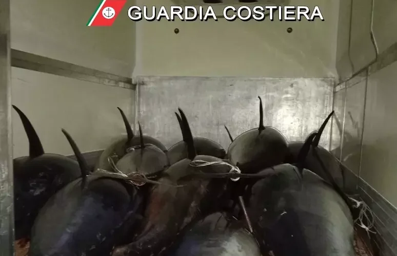 Palermo, Guardia Costiera sequestra 19.500 kg di tonno rosso