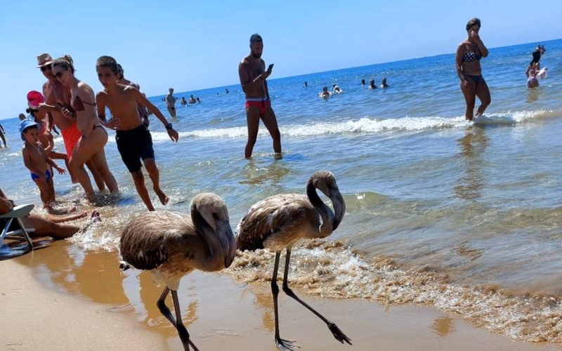 Marina di Ispica, fenicotteri passeggiano tra i bagnanti