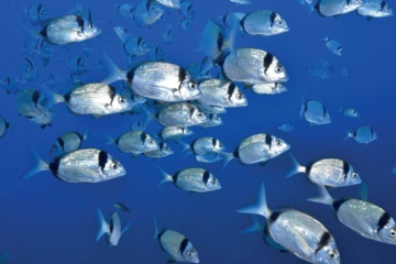 Arpa Sicilia: a Siracusa, in anteprima, il nuovo docufilm sulla Biodiversità