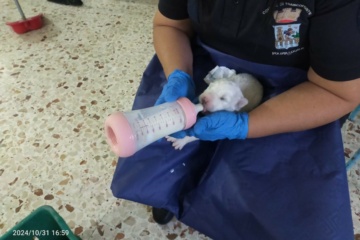 Messi in salvo sei cuccioli dalla Polizia Locale di Francofonte