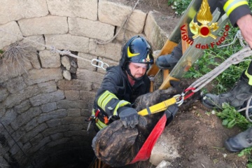 I Vigili del Fuoco salvano un cane di grossa taglia a Palagonia nel catanese