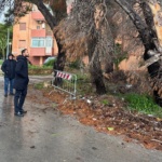 Priolo Gargallo, MPA: mettere in sicurezza gli alberi pericolanti