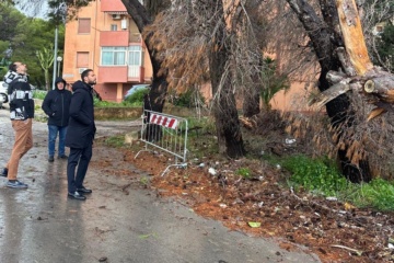 Priolo Gargallo, MPA: mettere in sicurezza gli alberi pericolanti