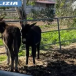 San Giorgio – Salvati due asini destinati alla macellazione clandestina