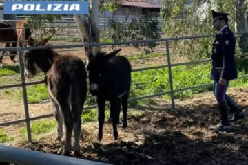 San Giorgio – Salvati due asini destinati alla macellazione clandestina