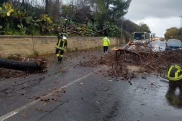 Albero abbattuto: chiusa la statale 124, strada per Floridia