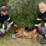 Poliziotti soccorrono un cane investito in autostrada