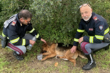 Poliziotti soccorrono un cane investito in autostrada