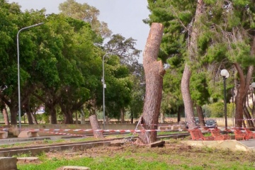 Priolo, legambiente: esposto per abbattimento alberi