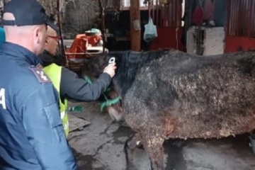 Catania: 67enne denunciato per maltrattamento di animali