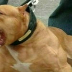 Bimba di 9 mesi sbranata da un pit bull nella sua abitazione