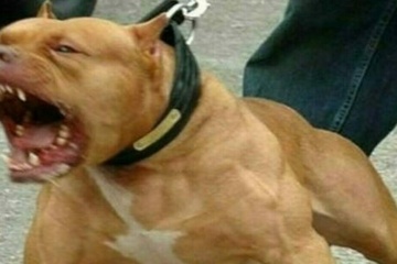 Bimba di 9 mesi sbranata da un pit bull nella sua abitazione