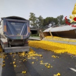 Camion perde il carico di agrumi in autostrada